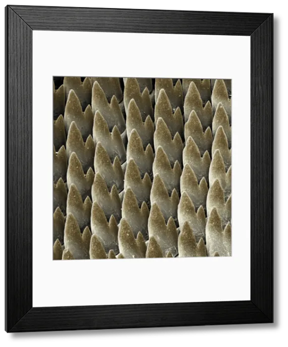 Framed Print : Scanning Electron Micrograph (SEM): Radula of the Garden Snail, Magnification x 3, 500 (A4 size: 29. 7 cm width) Framed Print : Scanning Electron Micrograph (SEM): Radula of the Garden Snail, Magnification x 3, 500 (A4 size: 29. 7 cm width)