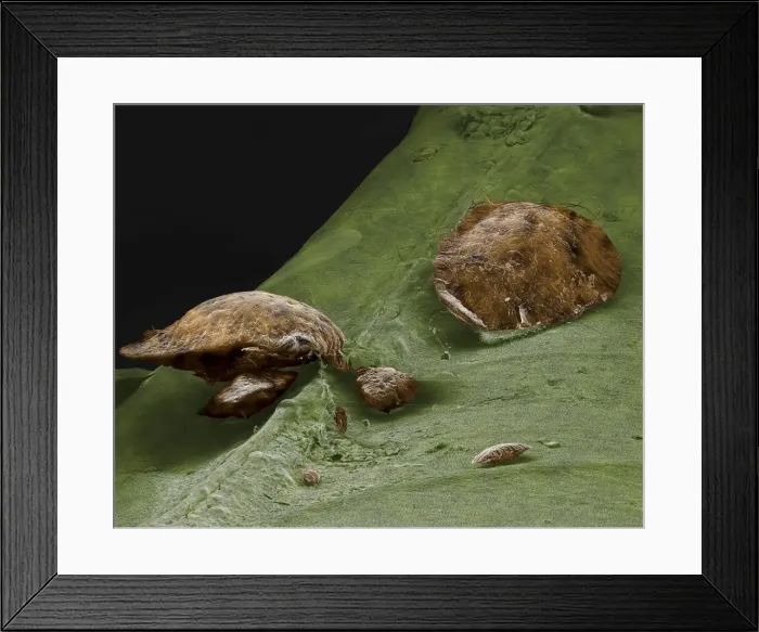 Framed Print : Scanning Electron Micrograph (SEM): Brown Scale Insect, Magnification x 45 (A4 size: 29. 7 cm width) Framed Print : Scanning Electron Micrograph (SEM): Brown Scale Insect, Magnification x 45 (A4 size: 29. 7 cm width)