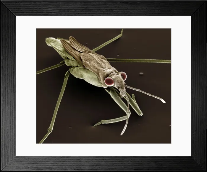 Framed Print : Scanning Electron Micrograph (SEM): Pond Skater, Magnification x 40 (A4 size: 29. 7 cm width) Framed Print : Scanning Electron Micrograph (SEM): Pond Skater, Magnification x 40 (A4 size: 29. 7 cm width)