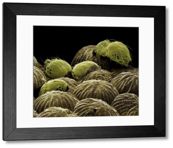 Framed Print : Scanning Electron Micrograph (SEM): Spectacle Moth, Magnification x 200 (A4 size: 29. 7 cm width) Framed Print : Scanning Electron Micrograph (SEM): Spectacle Moth, Magnification x 200 (A4 size: 29. 7 cm width)