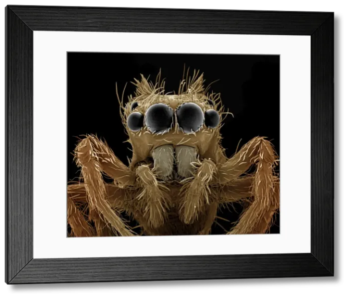 Framed Print : Scanning Electron Micrograph (SEM): Jumping Spider, Magnification x 120 (A4 size: 29. 7 cm width) Framed Print : Scanning Electron Micrograph (SEM): Jumping Spider, Magnification x 120 (A4 size: 29. 7 cm width)