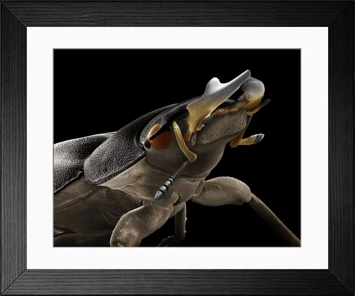 Framed Print : Scanning Electron Micrograph (SEM): Lesser Stag Beetle, Magnification x 20 (A4 size: 29. 7 cm width) Framed Print : Scanning Electron Micrograph (SEM): Lesser Stag Beetle, Magnification x 20 (A4 size: 29. 7 cm width)