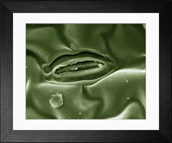 Framed Print : Scanning Electron Micrograph (SEM) Leaf Stomata; Magnification x 4, 000 (A4 size: 29. 7 cm width) Framed Print : Scanning Electron Micrograph (SEM) Leaf Stomata; Magnification x 4, 000 (A4 size: 29. 7 cm width)