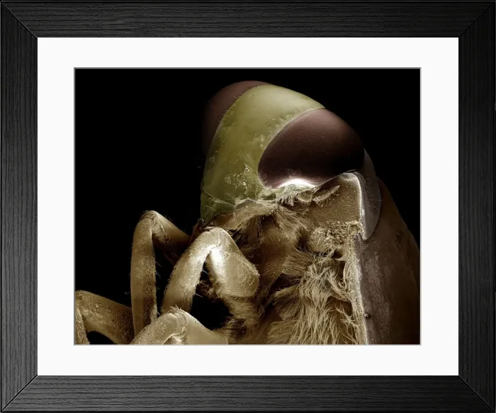 Framed Print : Scanning Electron Micrograph (SEM): Backswimmer ; Magnification x 50 (A4 size: 29. 7 cm width) Framed Print : Scanning Electron Micrograph (SEM): Backswimmer ; Magnification x 50 (A4 size: 29. 7 cm width)