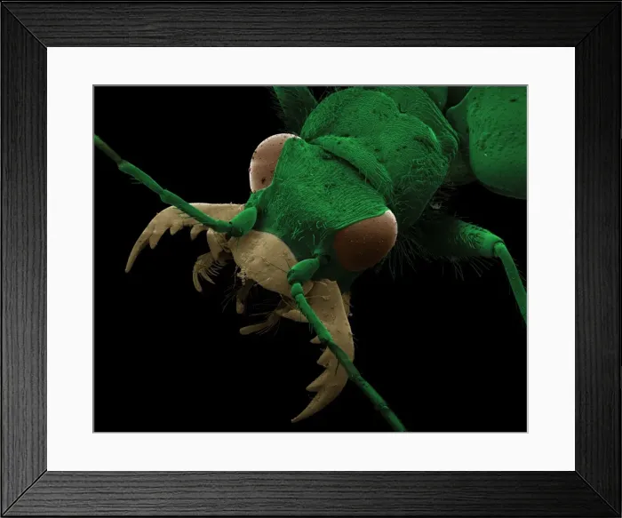 Framed Print : Scanning Electron Micrograph (SEM): Green Tiger Beetle, Magnification x 32 (A4 size: 29. 7 cm width) Framed Print : Scanning Electron Micrograph (SEM): Green Tiger Beetle, Magnification x 32 (A4 size: 29. 7 cm width)