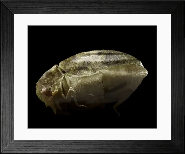 Framed Print : Scanning Electron Micrograph (SEM): Varied Carpet Beetle, Magnification x 90 (A4 size: 29. 7 cm width) Framed Print : Scanning Electron Micrograph (SEM): Varied Carpet Beetle, Magnification x 90 (A4 size: 29. 7 cm width)