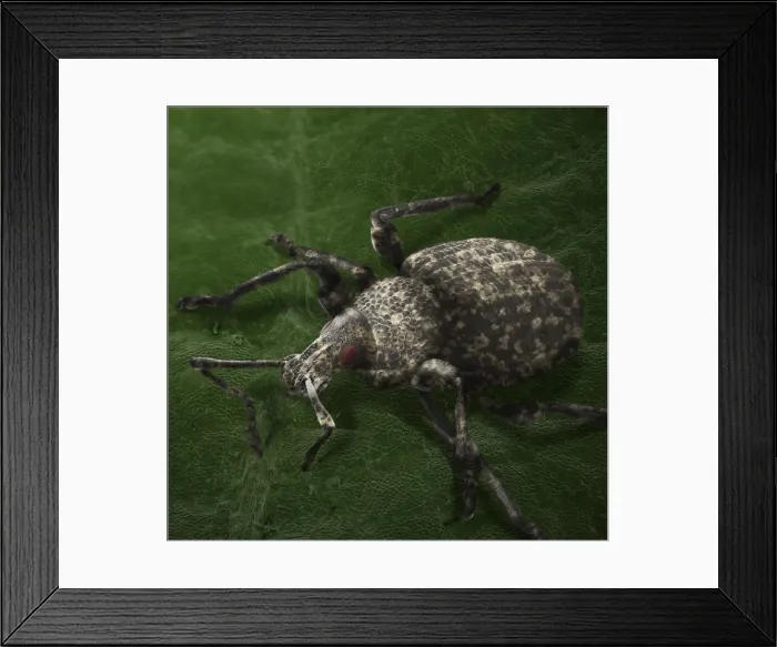 Framed Print : Scanning Electron Micrograph (SEM): Vine Weevil, Magnification x 35 (A4 size: 29. 7 cm width) Framed Print : Scanning Electron Micrograph (SEM): Vine Weevil, Magnification x 35 (A4 size: 29. 7 cm width)