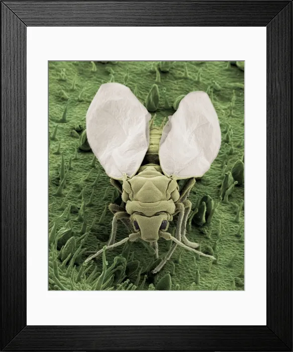 Framed Print : Scanning Electron Micrograph (SEM): Whitefly, Magnification x 160 (A4 size: 29. 7 cm width) Framed Print : Scanning Electron Micrograph (SEM): Whitefly, Magnification x 160 (A4 size: 29. 7 cm width)