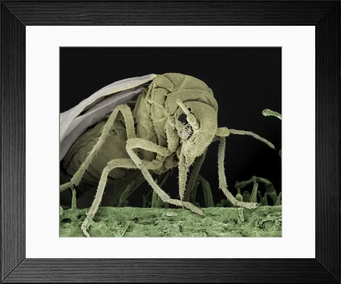 Framed Print : Scanning Electron Micrograph (SEM): Whitefly, Magnification x 200 (A4 size: 29. 7 cm width) Framed Print : Scanning Electron Micrograph (SEM): Whitefly, Magnification x 200 (A4 size: 29. 7 cm width)