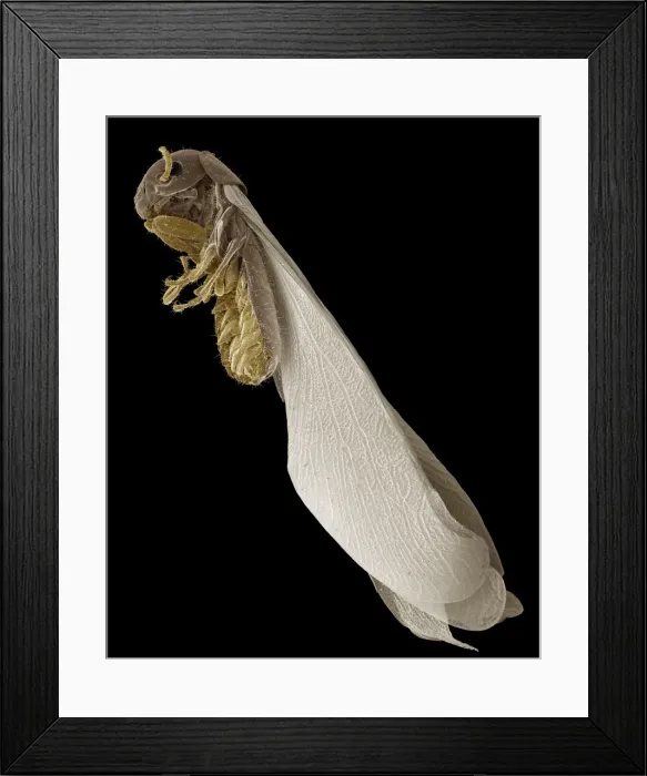 Framed Print : Scanning Electron Micrograph (SEM): Termite, Magnification x 30 (A4 size: 29. 7 cm width) Framed Print : Scanning Electron Micrograph (SEM): Termite, Magnification x 30 (A4 size: 29. 7 cm width)