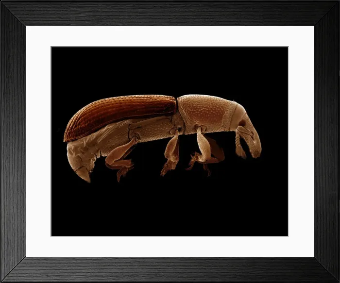 Framed Print : Scanning Electron Micrograph (SEM): Wood Boring Weevil, Magnification x 70 (A4 size: 29. 7 cm width) Framed Print : Scanning Electron Micrograph (SEM): Wood Boring Weevil, Magnification x 70 (A4 size: 29. 7 cm width)