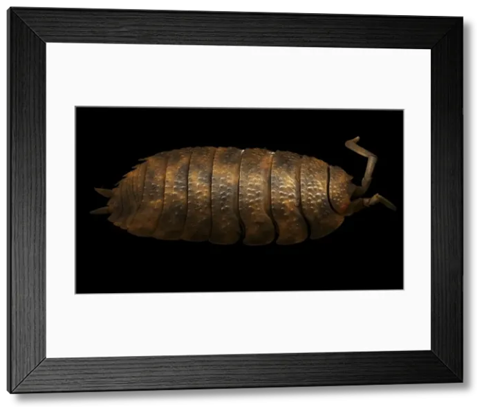 Framed Print : Scanning Electron Micrograph (SEM): Common Rough Woodlouse, Magnification x 20 (A4 size: 29. 7 cm width) Framed Print : Scanning Electron Micrograph (SEM): Common Rough Woodlouse, Magnification x 20 (A4 size: 29. 7 cm width)