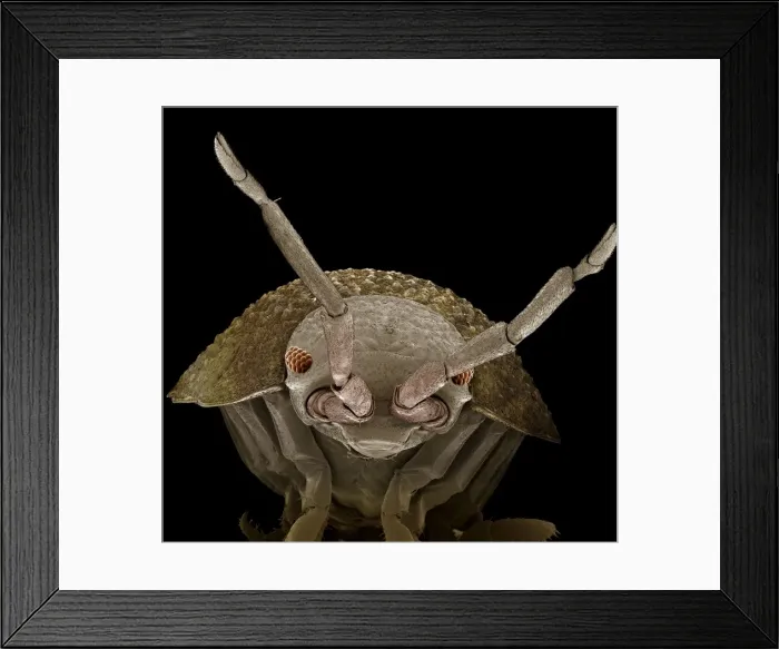 Framed Print : Scanning Electron Micrograph (SEM): Common Rough Woodlouse, Magnification x 55 (A4 size: 29. 7 cm width) Framed Print : Scanning Electron Micrograph (SEM): Common Rough Woodlouse, Magnification x 55 (A4 size: 29. 7 cm width)