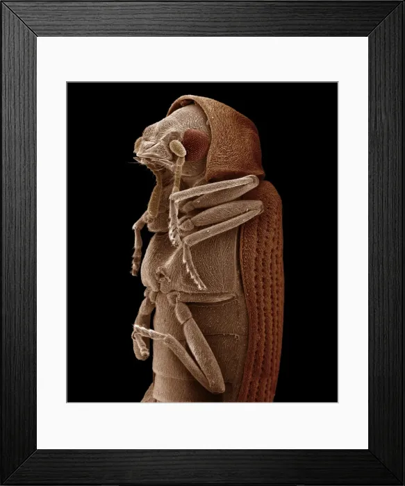 Framed Print : Scanning Electron Micrograph (SEM): Woodworm or Furniture Beetle, Magnification x 85 (A4 size: 29. 7 cm width) Framed Print : Scanning Electron Micrograph (SEM): Woodworm or Furniture Beetle, Magnification x 85 (A4 size: 29. 7 cm width)