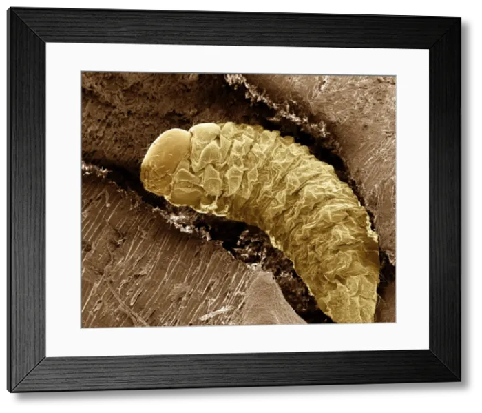 Framed Print : Scanning Electron Micrograph (SEM): Lavae of Woodworm or Furniture Beetle, Magnification x 100 (A4 size: 29. 7 cm width) Framed Print : Scanning Electron Micrograph (SEM): Lavae of Woodworm or Furniture Beetle, Magnification x 100 (A4 size: 29. 7 cm width)