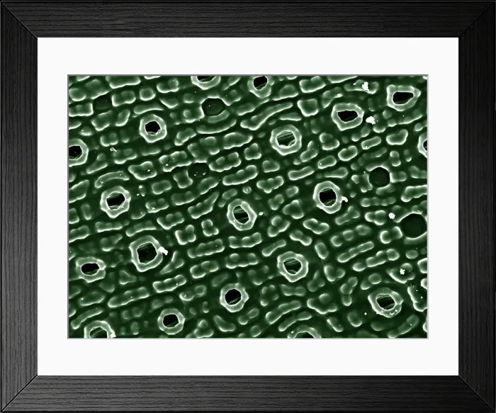 Framed Print : Scanning Electron Micrograph (SEM): Stomata of Yew Leaf; Magnification 830 A4 size: 29. 7 cm width) Framed Print : Scanning Electron Micrograph (SEM): Stomata of Yew Leaf; Magnification 830 A4 size: 29. 7 cm width)