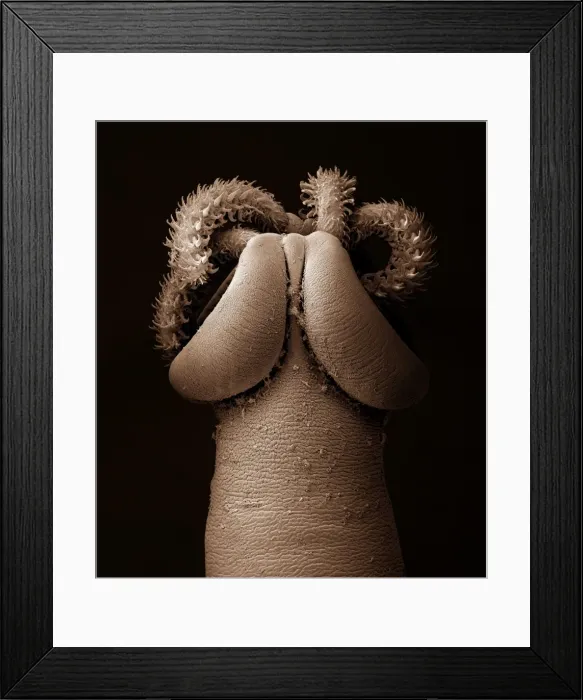 Framed Print : Tapeworm from shark CHI0868 Framed Print : Tapeworm from shark CHI0868
