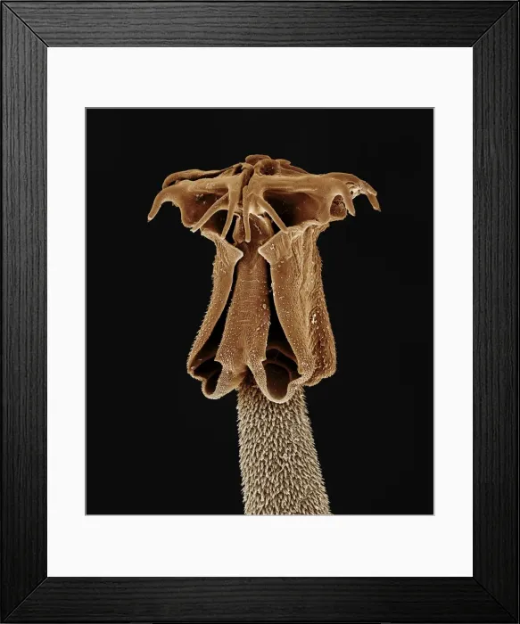 Framed Print : Tapeworm from shark CHI0874 Framed Print : Tapeworm from shark CHI0874