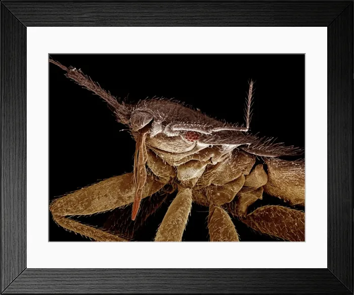 Framed Print : Scanning Electron Micrograph (SEM): Bedbug; Magnification x 120 (A4 size: 29. 7 cm width) Framed Print : Scanning Electron Micrograph (SEM): Bedbug; Magnification x 120 (A4 size: 29. 7 cm width)