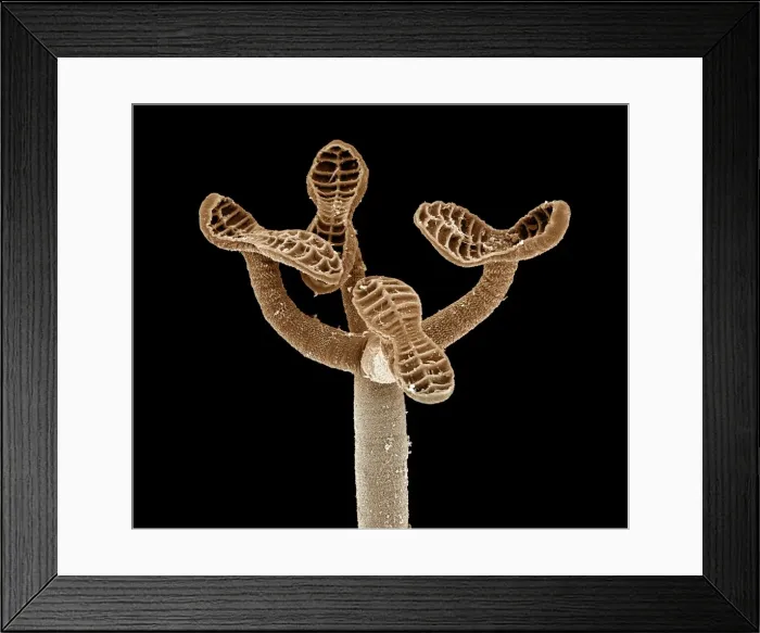 Framed Print : Tapeworm from shark CHI0876 Framed Print : Tapeworm from shark CHI0876