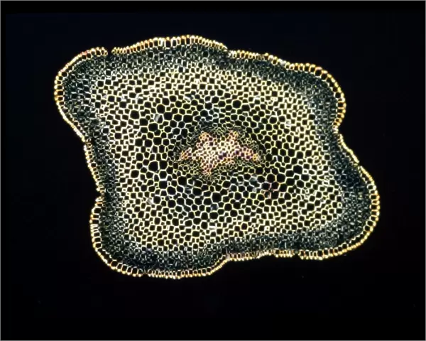 Light Micrograph (LM): A transverse section of a stem of Whisk Fern (Psilotum nudum); Magnification x18 (on 10. 5 cm width print)