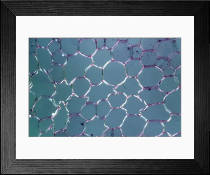 Framed Print : Light Micrograph (LM): tranverse section shows Parenchyma or packing tissue from Cucurbita Stem; Magnification x600 (on 10. 5 cm width print) Framed Print : Light Micrograph (LM): tranverse section shows Parenchyma or packing tissue from Cucurbita Stem; Magnification x600 (on 10. 5 cm width print)