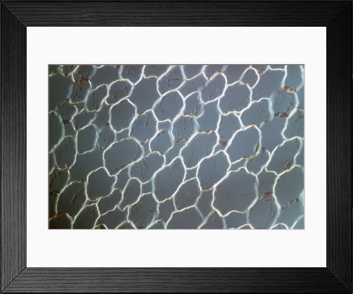 Framed Print : Light Micrograph (LM): transvers section shows Parenchyma Ground Tissue in Buttercup stem; Magnification x600 (on 10. 5 cm width print) Framed Print : Light Micrograph (LM): transvers section shows Parenchyma Ground Tissue in Buttercup stem; Magnification x600 (on 10. 5 cm width print)
