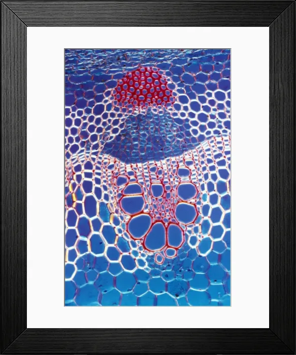 Framed Print : Light Micrograph (LM): A transverse section shows Vascular Bundle in Helianthus stem; Magnification x600 (on 10. 5 cm width print) Framed Print : Light Micrograph (LM): A transverse section shows Vascular Bundle in Helianthus stem; Magnification x600 (on 10. 5 cm width print)