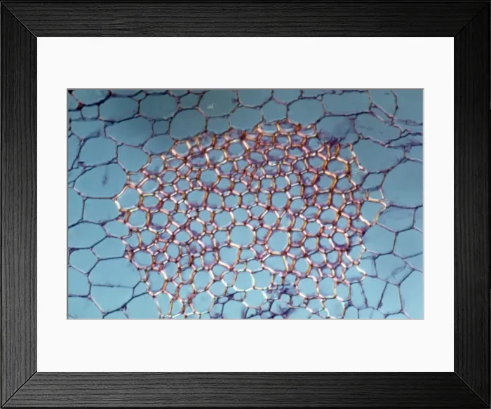 Framed Print : Light Micrograph (LM): transverse section shows Sclerenchyma Ground Tissue in Helianthus stem; Magnification x1200 (on 10. 5 cm width print)