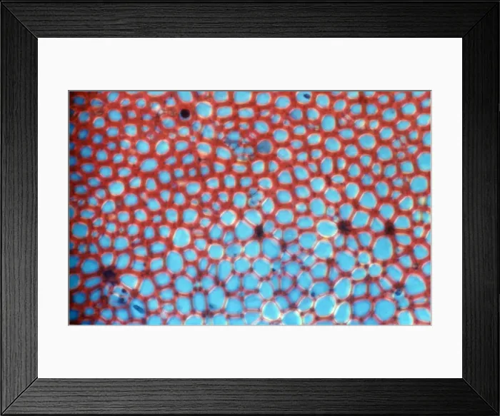 Framed Print : Light Micrograph (LM): transverse section shows Sclerenchyma Ground Tissue in Helianthus stem; Magnification x1200 (on 10. 5 cm width print) Framed Print : Light Micrograph (LM): transverse section shows Sclerenchyma Ground Tissue in Helianthus stem; Magnification x1200 (on 10. 5 cm width print)