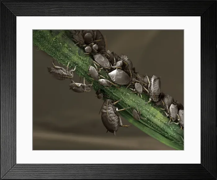 Framed Print : Scanning Electron Micrograph (SEM): Black Aphid. ; Magnification x 40 (A4 size: 29. 7 cm width) Framed Print : Scanning Electron Micrograph (SEM): Black Aphid. ; Magnification x 40 (A4 size: 29. 7 cm width)