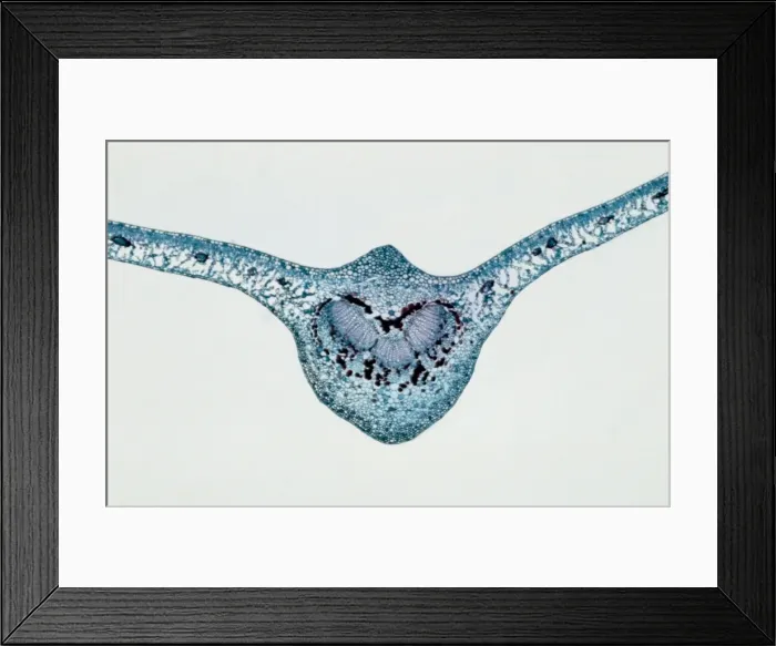 Framed Print : Light Micrograph (LM): transverse section of Prunus Leaf; Magnification x18 (on 10. 5 cm width print)