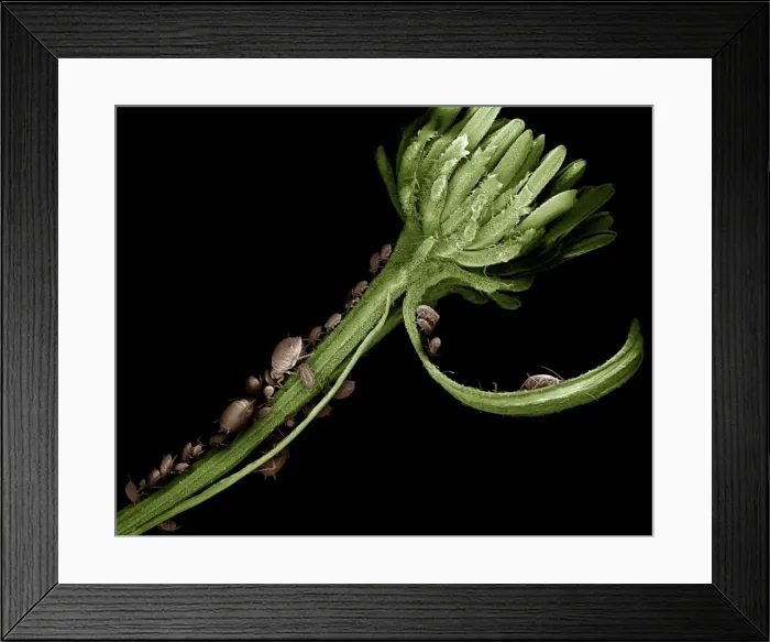 Framed Print : Scanning Electron Micrograph (SEM): Black Aphid ; Magnification x 12 (A4 size: 29. 7 cm width) Framed Print : Scanning Electron Micrograph (SEM): Black Aphid ; Magnification x 12 (A4 size: 29. 7 cm width)