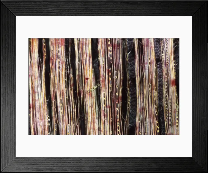 Framed Print : Light Micrograph (LM): A longitudinal section f a Ribes sp. stem; Magnification x600 (on 10. 5 cm width print)