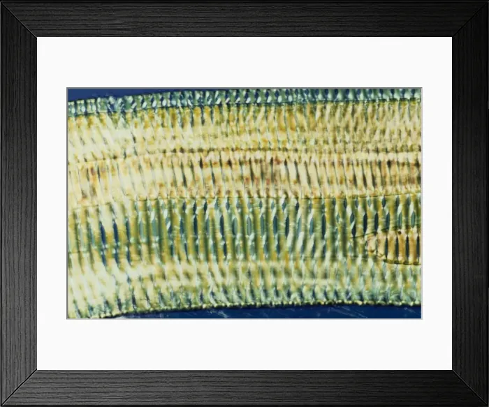 Framed Print : Light Micrograph (LM): Longitudinal section shows Scalariform vessels of Fern; Magnification x1200 (on 10. 5 cm width print) Framed Print : Light Micrograph (LM): Longitudinal section shows Scalariform vessels of Fern; Magnification x1200 (on 10. 5 cm width print)