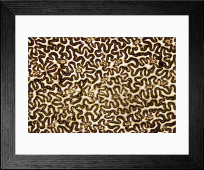 Framed Print : Light Micrograph (LM): A concentration of cells on the epidermis of a plant showing stomata Framed Print : Light Micrograph (LM): A concentration of cells on the epidermis of a plant showing stomata
