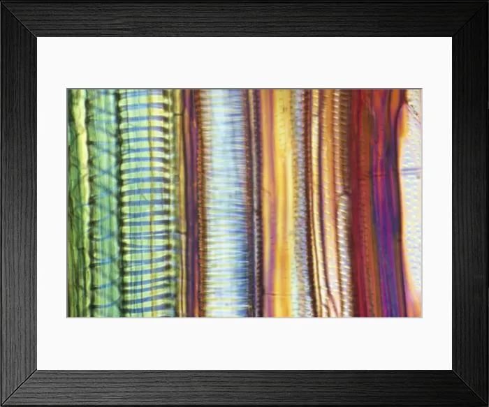Framed Print : Light Micrograph (LM): Longitudinal section of old sunflower stem(Helianthus sp. ) showing spiral chloroplasts; Magnification x1200 (on 10. 5 cm width print) Framed Print : Light Micrograph (LM): Longitudinal section of old sunflower stem(Helianthus sp. ) showing spiral chloroplasts; Magnification x1200 (on 10. 5 cm width print)