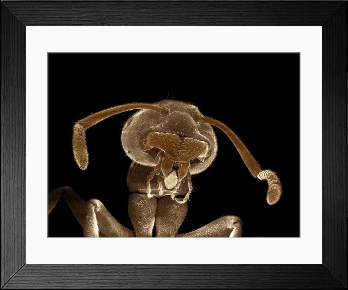 Framed Print : Scanning Electron Micrograph (SEM) : Black Garden Ant ; Magnification x 100 (A4 size: 29. 7 cm width) Framed Print : Scanning Electron Micrograph (SEM) : Black Garden Ant ; Magnification x 100 (A4 size: 29. 7 cm width)