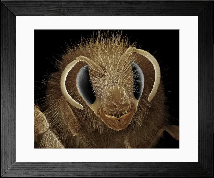 Framed Print : Scanning Electron Micrograph (SEM): Bumblebee; Magnification x 40 (A4 size: 29. 7 cm width) Framed Print : Scanning Electron Micrograph (SEM): Bumblebee; Magnification x 40 (A4 size: 29. 7 cm width)