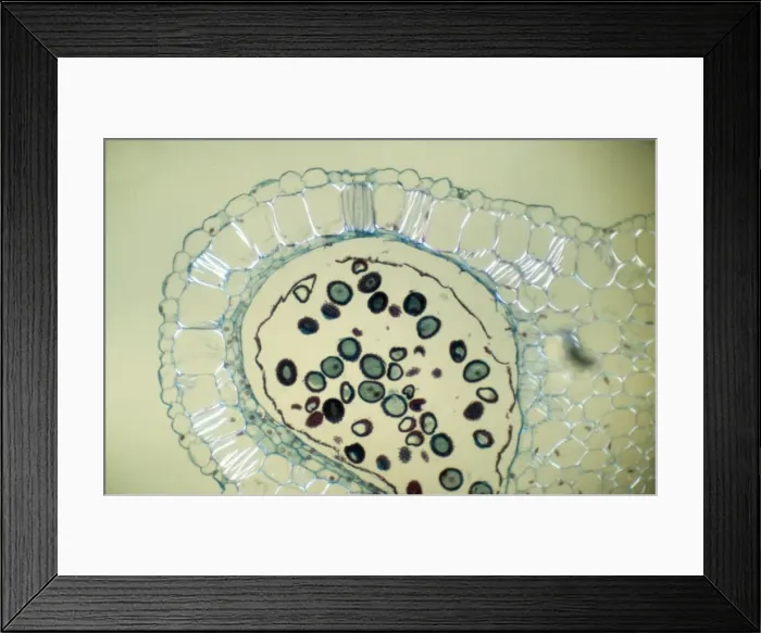 Framed Print : Light Micrograph (LM): Transverse section of Dehiscence Lilium Anthers with Pollen; Magnification x300 (on 10. 5 cm width print) Framed Print : Light Micrograph (LM): Transverse section of Dehiscence Lilium Anthers with Pollen; Magnification x300 (on 10. 5 cm width print)