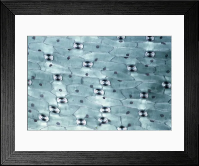 Framed Print : Light Micrograph (LM): A transverse section of a leaf of a Tulip (Tulipa sp. ) showing Stomata; Magnification x600 (on 10. 5 cm width print) Framed Print : Light Micrograph (LM): A transverse section of a leaf of a Tulip (Tulipa sp. ) showing Stomata; Magnification x600 (on 10. 5 cm width print)