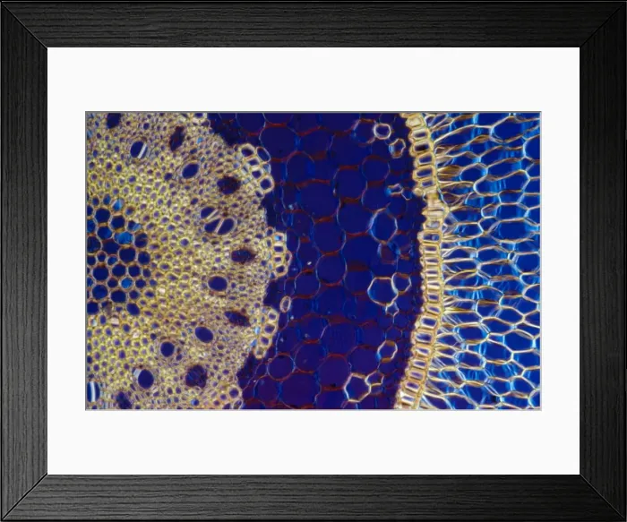 Framed Print : Light Micrograph (LM): A transverse section of an aerial root of Orchid (Dendrobium sp. ); Magnification x600 (on 10. 5 cm width print) Framed Print : Light Micrograph (LM): A transverse section of an aerial root of Orchid (Dendrobium sp. ); Magnification x600 (on 10. 5 cm width print)