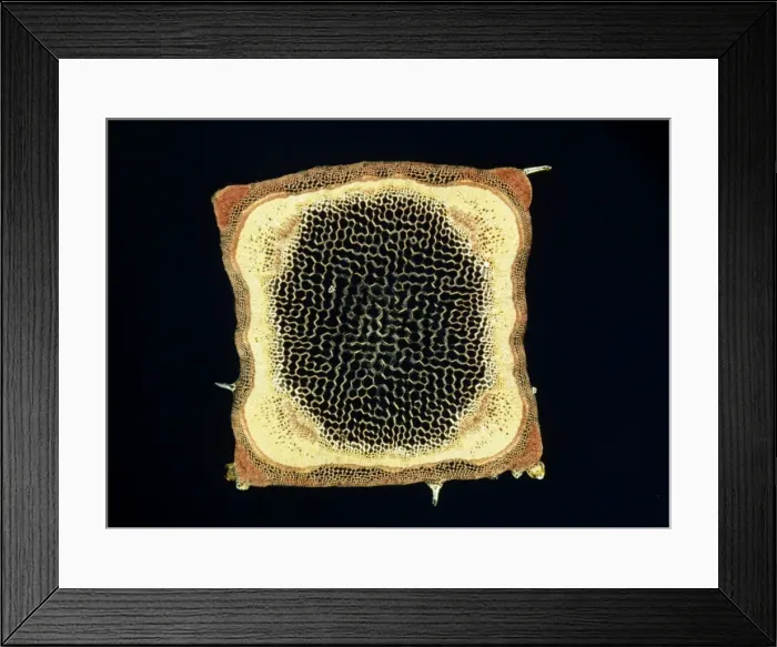 Framed Print : Light Micrograph (LM): A transverse section of a stem of a Hedge Woundwort plant (Stachys sylvatica); Magnification x60 (on 10. 5 cm width print) Framed Print : Light Micrograph (LM): A transverse section of a stem of a Hedge Woundwort plant (Stachys sylvatica); Magnification x60 (on 10. 5 cm width print)