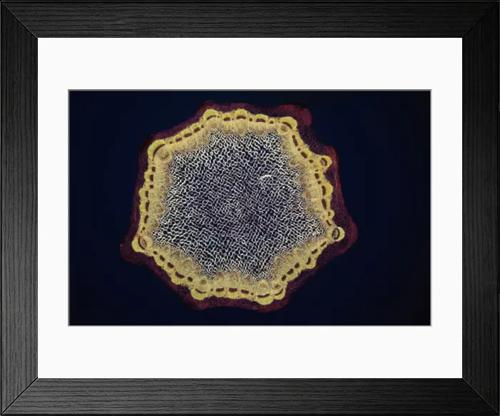 Framed Print : Light Micrograph (LM): A transverse section of a Dandelion stem (Taraxacum officinale); Magnification x24 (on 10. 5 cm width print) Framed Print : Light Micrograph (LM): A transverse section of a Dandelion stem (Taraxacum officinale); Magnification x24 (on 10. 5 cm width print)