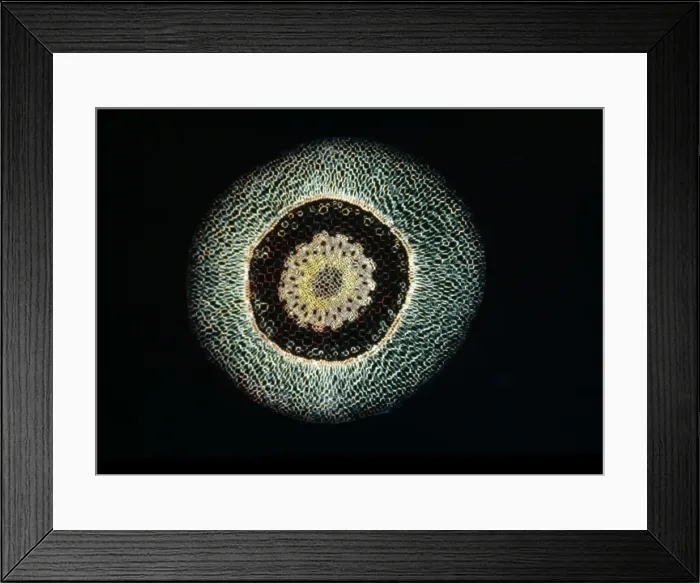 Framed Print : Light Micrograph (LM): A transverse section of an aerial root of Orchid (Dendrobium sp. ); Magnification x30 (on 10. 5 cm width print) Framed Print : Light Micrograph (LM): A transverse section of an aerial root of Orchid (Dendrobium sp. ); Magnification x30 (on 10. 5 cm width print)