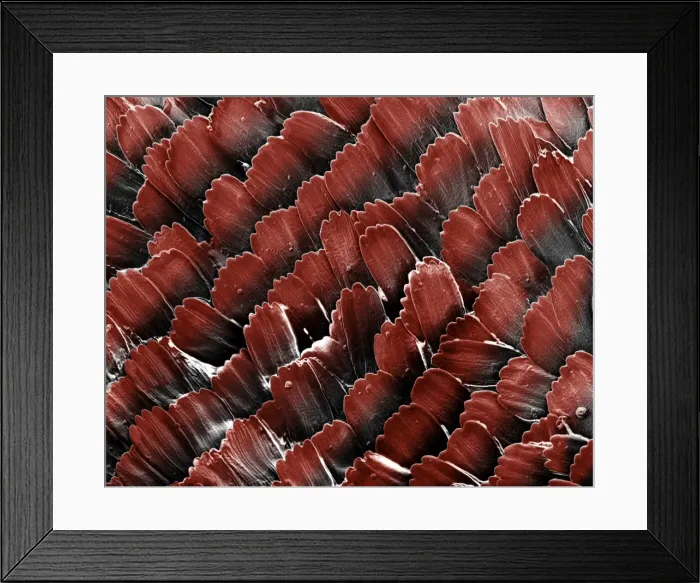 Framed Print : Scanning Electron Micrograph (SEM): Red Admiral Butterfly's Wing Scales; Magnification x 450 (A4 size: 29. 7 cm width) Framed Print : Scanning Electron Micrograph (SEM): Red Admiral Butterfly's Wing Scales; Magnification x 450 (A4 size: 29. 7 cm width)