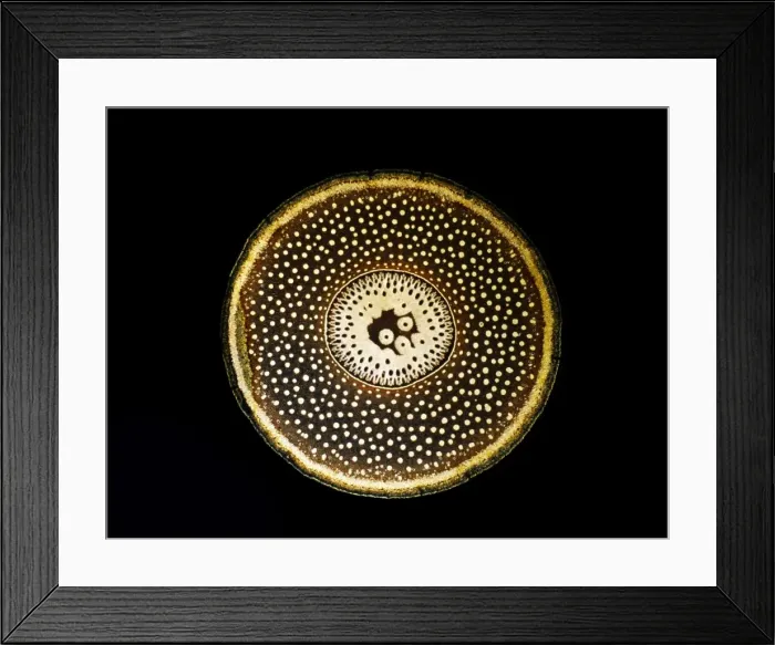 Framed Print : Light Micrograph (LM): A transverse section of a root of Conifer (Pandanus sp. ); Magnification x30 (on 10. 5 cm width print) Framed Print : Light Micrograph (LM): A transverse section of a root of Conifer (Pandanus sp. ); Magnification x30 (on 10. 5 cm width print)