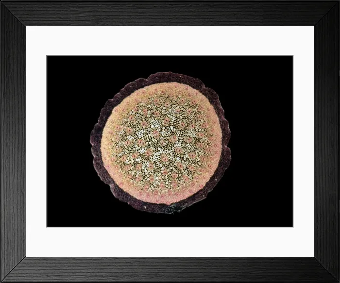 Framed Print : Light Micrograph (LM): A transverse section of a stem of a Monocot (Ruscus aculeatus); Magnification x30 (on 10. 5 cm width print) Framed Print : Light Micrograph (LM): A transverse section of a stem of a Monocot (Ruscus aculeatus); Magnification x30 (on 10. 5 cm width print)