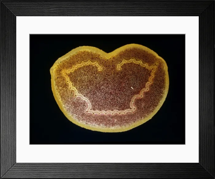 Framed Print : Light Micrograph (LM): A transverse section of a stem of a Tree Fern (Dicksonia antractica); Magnification x9 (on 10. 5 cm width print) Framed Print : Light Micrograph (LM): A transverse section of a stem of a Tree Fern (Dicksonia antractica); Magnification x9 (on 10. 5 cm width print)