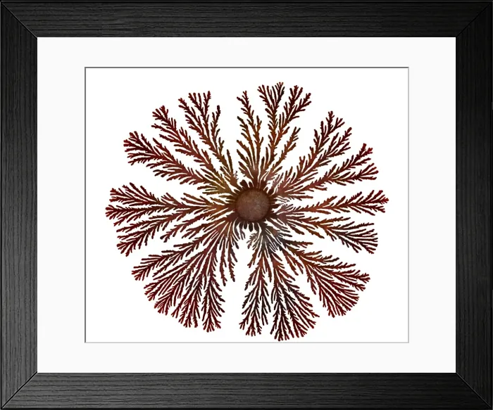 Framed Print : Macro Photograph: Patterns of Paenibacillus bacteria on petri dish - T type (tip-splitting morphotype); magnification x5. 6 (A4 size: 29. 7 cm width) Framed Print : Macro Photograph: Patterns of Paenibacillus bacteria on petri dish - T type (tip-splitting morphotype); magnification x5. 6 (A4 size: 29. 7 cm width)